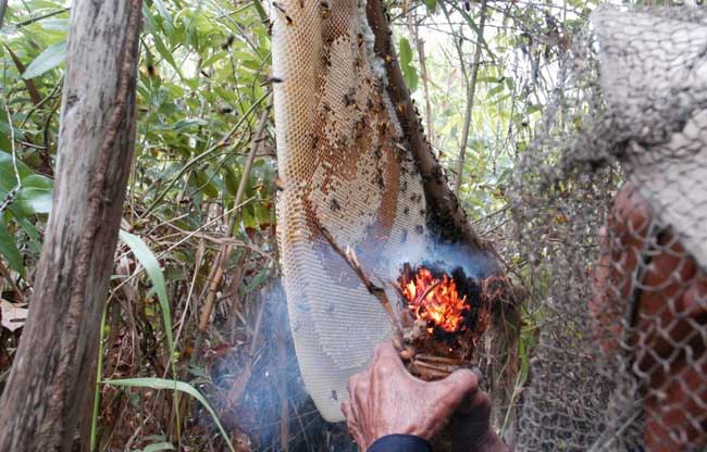 Mật ong rừng U Minh Cà Mau
