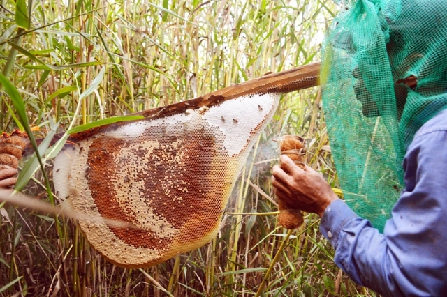 Thú vị của nghề lấy mật ong rừng U Minh