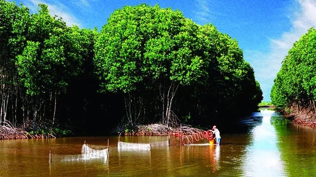 Giới thiệu sơ lược về rừng ngập mặn Cà Mau